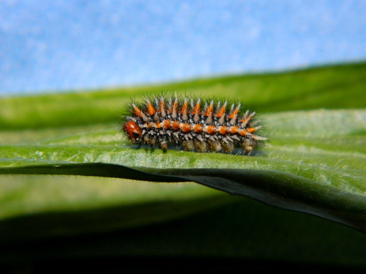 Una nuova Melitaea didyma
